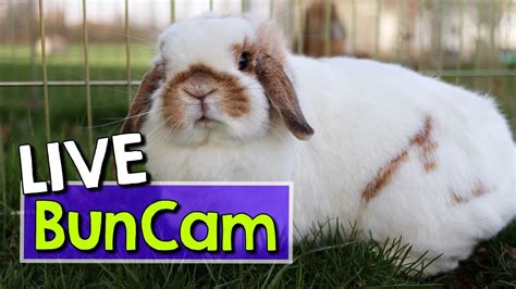 rabbitvams|Bunny cam